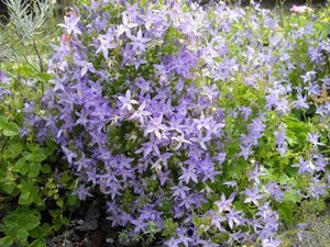 Campanula garganica geen maat specificatie 0,55L/P9cm