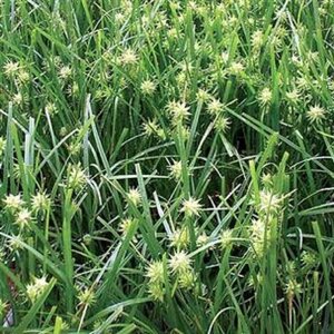 Carex grayi geen maat specificatie 0,55L/P9cm - afbeelding 3