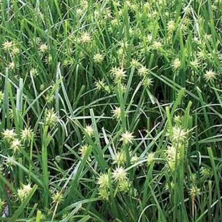 Carex grayi geen maat specificatie 0,55L/P9cm - image 3