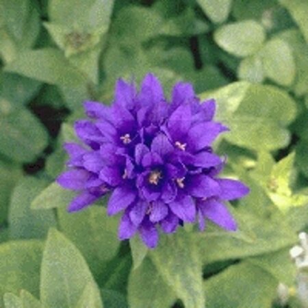 Campanula glom. 'Superba' geen maat specificatie 0,55L/P9cm - afbeelding 2