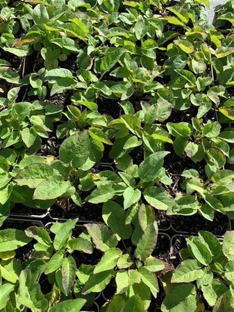 Campanula glom. 'Superba' geen maat specificatie 0,55L/P9cm