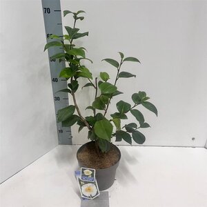 Camellia j. 'Alba Simplex' 30-40 cm cont. 3,0L