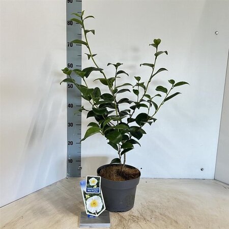 Camellia j. 'Alba Simplex' 30-40 cm cont. 3,0L - afbeelding 2