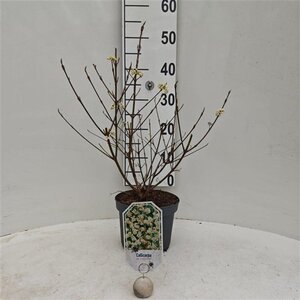 Callicarpa jap. 'Leucocarpa' 30-40 cm cont. 3,0L - afbeelding 2