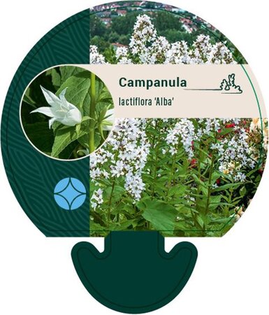 Campanula lact. 'Alba' geen maat specificatie 0,55L/P9cm - afbeelding 2
