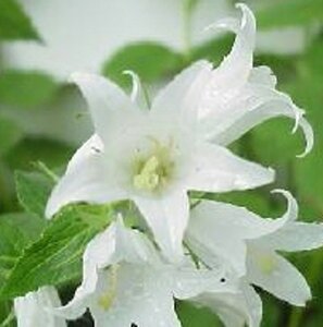 Campanula lact. 'Alba' geen maat specificatie 0,55L/P9cm