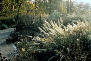 Calamagrostis brachytricha = Achnaterum brachytrichum (verouderd) geen maat specificatie 0,55L/P9cm - afbeelding 6