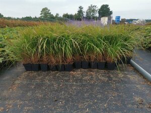Calamagrostis brachytricha = Achnaterum brachytrichum (verouderd) geen maat specificatie 0,55L/P9cm - afbeelding 6