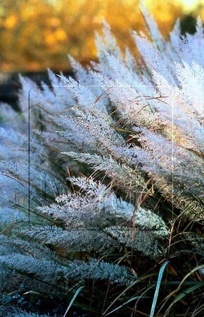 Calamagrostis brachytricha = Achnaterum brachytrichum (verouderd) geen maat specificatie 0,55L/P9cm - afbeelding 5
