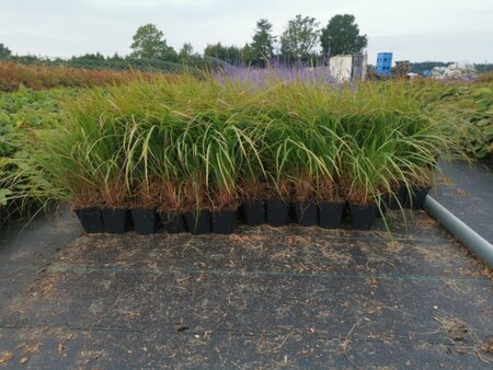 Calamagrostis brachytricha = Achnaterum brachytrichum (verouderd) geen maat specificatie 0,55L/P9cm - afbeelding 2