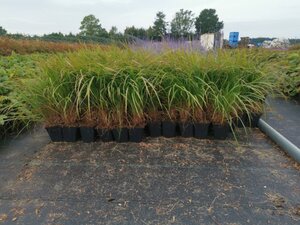 Calamagrostis brachytricha = Achnaterum brachytrichum (verouderd) geen maat specificatie 0,55L/P9cm - afbeelding 2