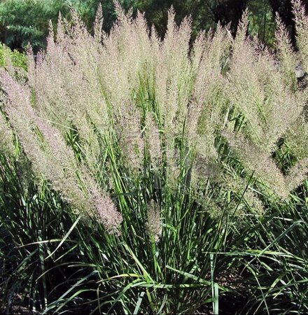 Calamagrostis brachytricha = Achnaterum brachytrichum (verouderd) geen maat specificatie 0,55L/P9cm - afbeelding 3