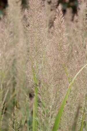 Calamagrostis brachytricha = Achnaterum brachytrichum (verouderd) geen maat specificatie 0,55L/P9cm - afbeelding 5