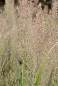 Calamagrostis brachytricha = Achnaterum brachytrichum (verouderd) geen maat specificatie 0,55L/P9cm - afbeelding 5