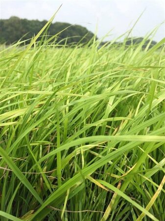 Calamagrostis brachytricha = Achnaterum brachytrichum (verouderd) geen maat specificatie 0,55L/P9cm - afbeelding 4
