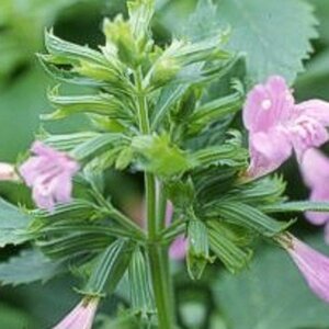 Calamintha grandiflora geen maat specificatie 0,55L/P9cm