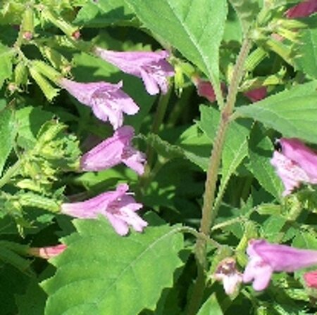 Calamintha grandiflora geen maat specificatie 0,55L/P9cm - afbeelding 2