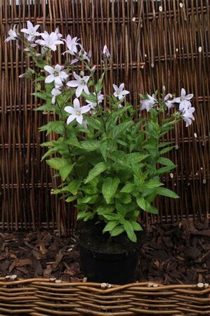 Campanula lact. 'Loddon Anna' geen maat specificatie 0,55L/P9cm - afbeelding 4