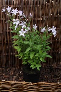 Campanula lact. 'Loddon Anna' geen maat specificatie 0,55L/P9cm - afbeelding 4