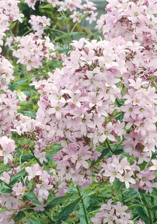 Campanula lact. 'Loddon Anna' geen maat specificatie 0,55L/P9cm - afbeelding 6