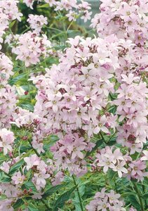 Campanula lact. 'Loddon Anna' geen maat specificatie 0,55L/P9cm - afbeelding 6