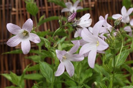 Campanula lact. 'Loddon Anna' geen maat specificatie 0,55L/P9cm - afbeelding 5