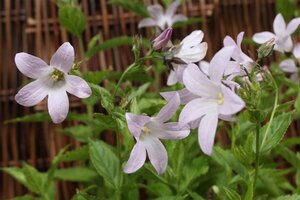 Campanula lact. 'Loddon Anna' geen maat specificatie 0,55L/P9cm - afbeelding 5