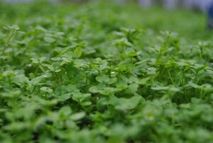 Callitriche palustris geen maat specificatie 0,55L/P9cm