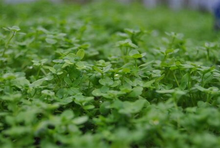 Callitriche palustris geen maat specificatie 0,55L/P9cm