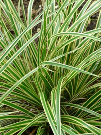 Carex morrowii 'Aureovariegata' geen maat specificatie 0,55L/P9cm - afbeelding 2