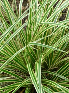 Carex morrowii 'Aureovariegata' geen maat specificatie 0,55L/P9cm - afbeelding 2