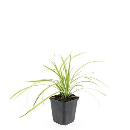 Carex morrowii 'Aureovariegata' geen maat specificatie 0,55L/P9cm - afbeelding 2