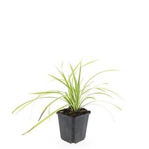 Carex morrowii 'Aureovariegata' geen maat specificatie 0,55L/P9cm - image 2