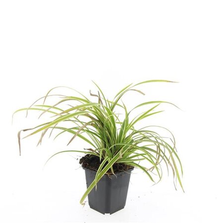 Carex morrowii 'Aureovariegata' geen maat specificatie 0,55L/P9cm - image 3