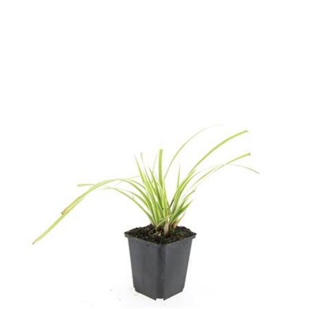 Carex morrowii 'Aureovariegata' geen maat specificatie 0,55L/P9cm - image 4