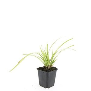 Carex morrowii 'Aureovariegata' geen maat specificatie 0,55L/P9cm - image 4