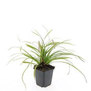 Carex morrowii 'Ice Dance' geen maat specificatie 0,55L/P9cm - afbeelding 9