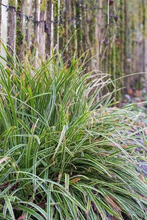 Carex morrowii 'Ice Dance' geen maat specificatie 0,55L/P9cm - afbeelding 6