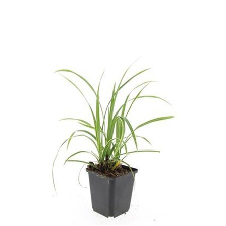 Carex morrowii 'Ice Dance' geen maat specificatie 0,55L/P9cm - afbeelding 14