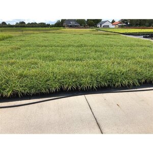 Carex morrowii 'Ice Dance' geen maat specificatie 0,55L/P9cm - afbeelding 10