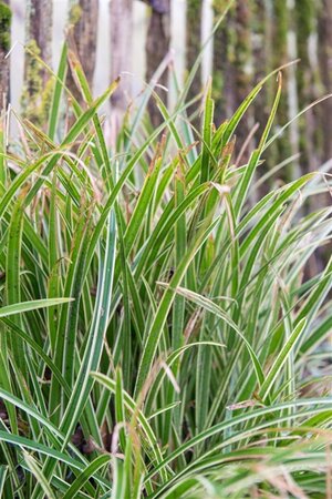 Carex morrowii 'Ice Dance' geen maat specificatie 0,55L/P9cm - afbeelding 7