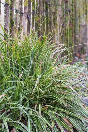 Carex morrowii 'Ice Dance' geen maat specificatie 0,55L/P9cm - afbeelding 4