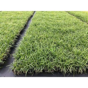 Carex morrowii 'Ice Dance' geen maat specificatie 0,55L/P9cm - image 11