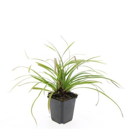 Carex morrowii 'Ice Dance' geen maat specificatie 0,55L/P9cm - image 9