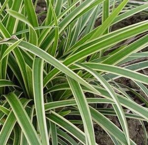 Carex morrowii 'Ice Dance' geen maat specificatie 0,55L/P9cm - image 2