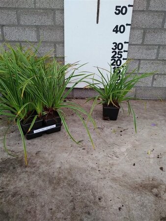 Carex morrowii 'Ice Dance' geen maat specificatie 0,55L/P9cm - image 15