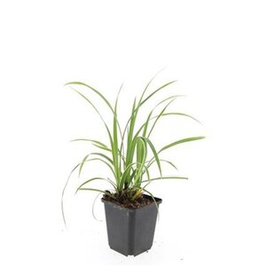 Carex morrowii 'Ice Dance' geen maat specificatie 0,55L/P9cm - image 14