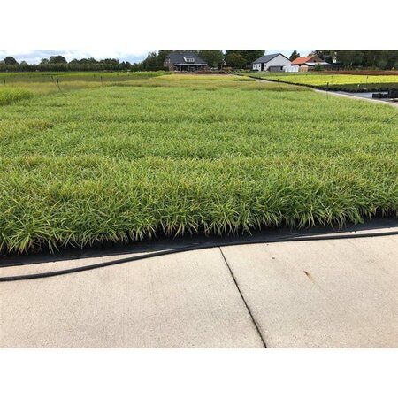 Carex morrowii 'Ice Dance' geen maat specificatie 0,55L/P9cm - image 10