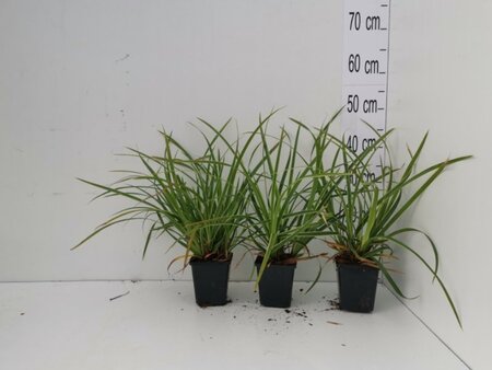 Carex morrowii 'Ice Dance' geen maat specificatie 0,55L/P9cm - image 2