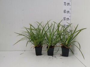 Carex morrowii 'Ice Dance' geen maat specificatie 0,55L/P9cm - image 2
